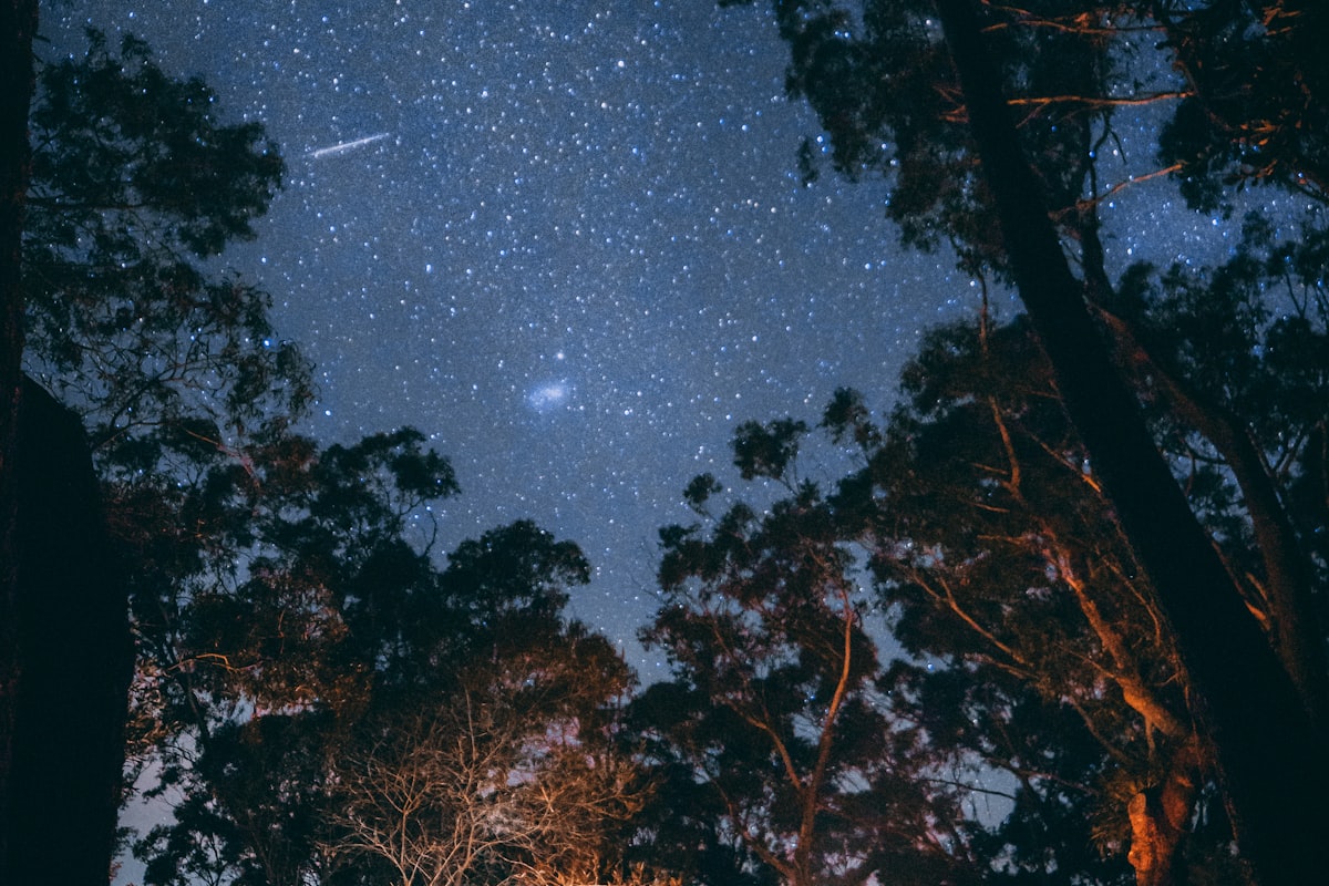 家庭用户在森林中使用BB贝博艾弗森露营装备享受户外生活的温馨画面